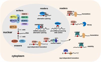 N6-Methyladenosine RNA Methylation in Cardiovascular Diseases